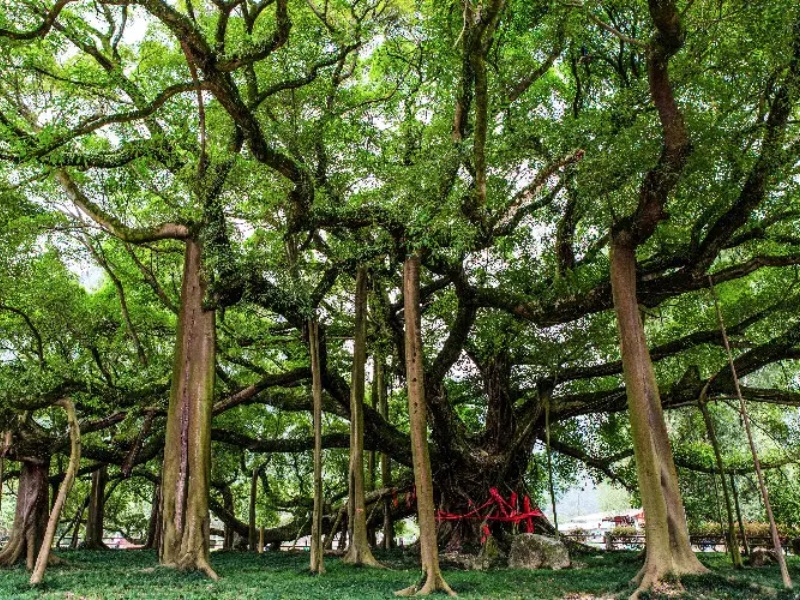 The Great Banyan Tree Guilin
