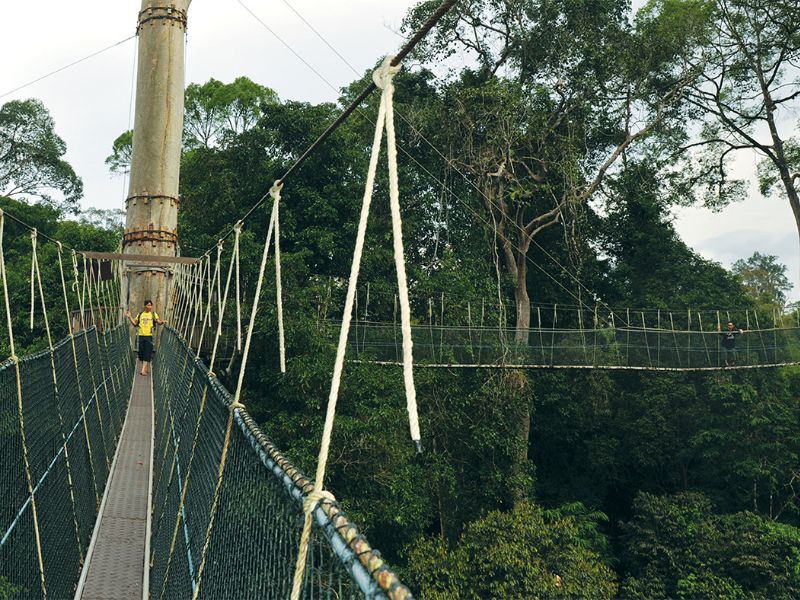 Canopy Walkway