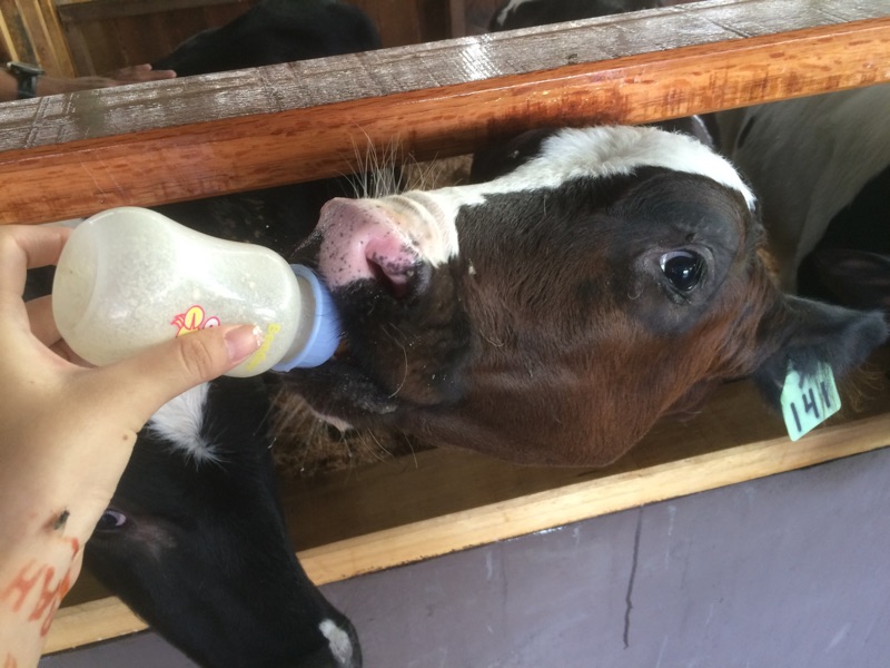 Feeding at Desa Cattle Dairy Farm
