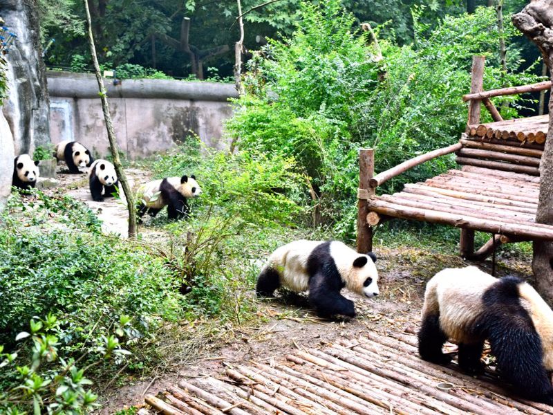 Giant Panda Base