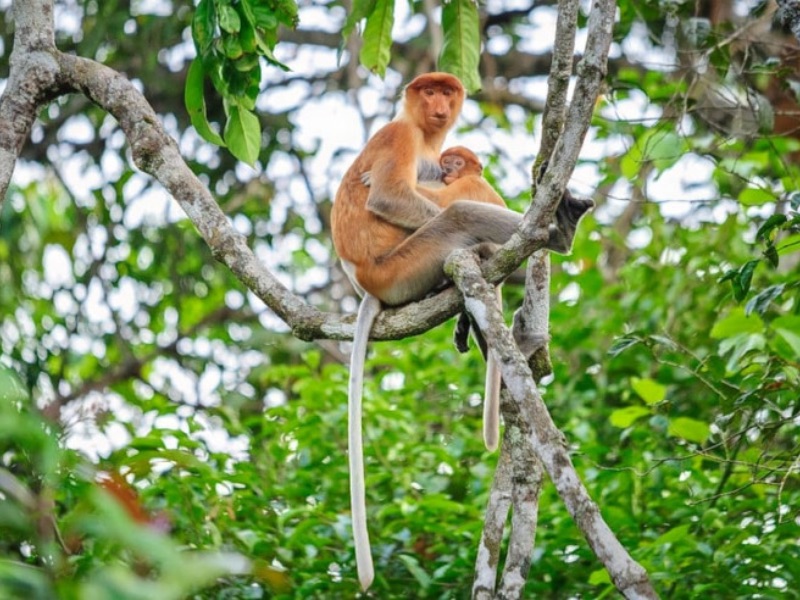 Kinabalu national park wildlife