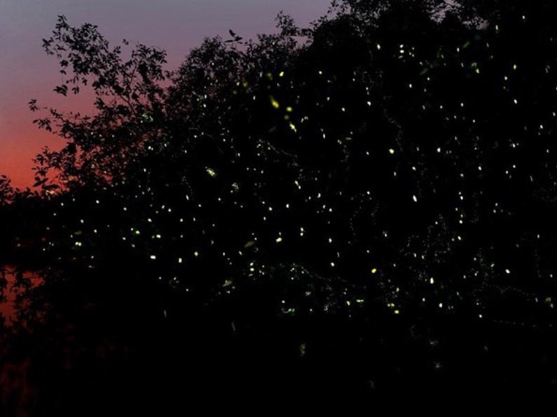 Klias River Fireflies