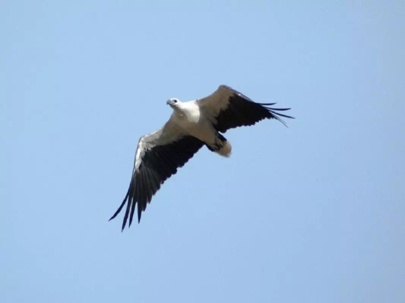 Klias Wetlands Evening Eagles Wildlife