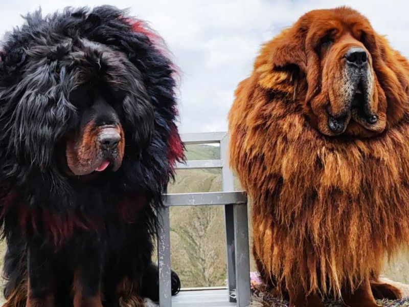 Local Tibetan Mastiff