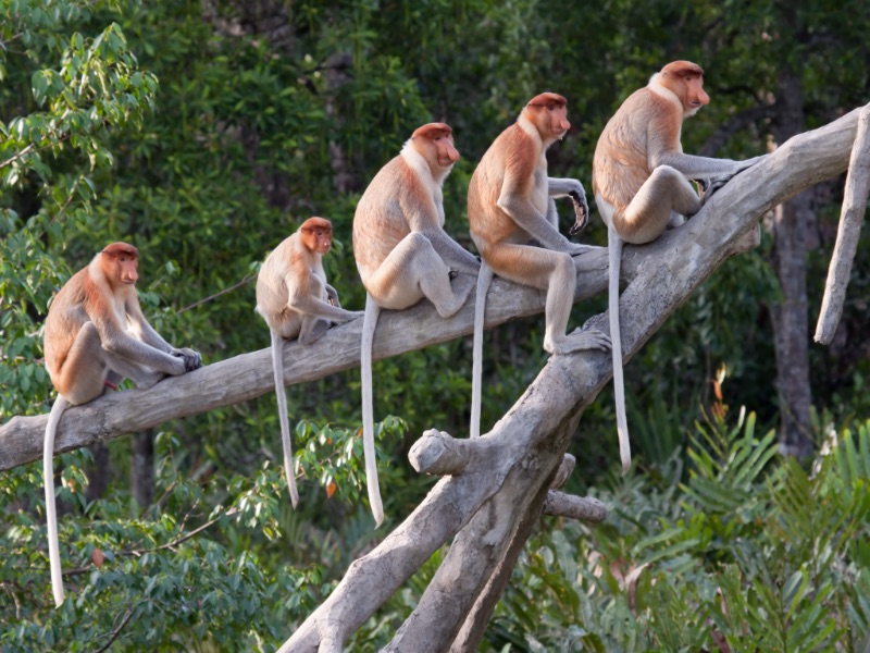 Proboscis monkeys