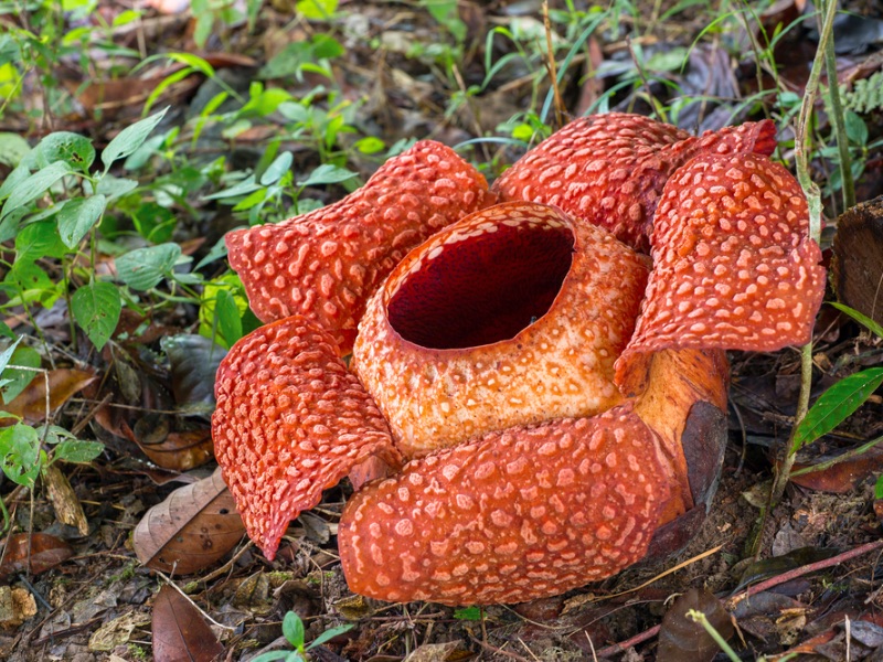 Rafflesia at Kinabalu park