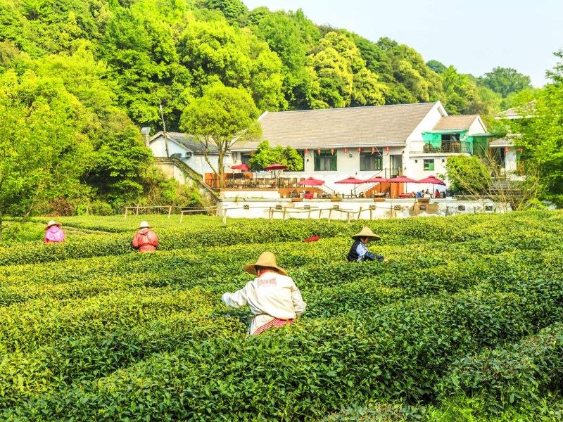 Tea Picking Experience