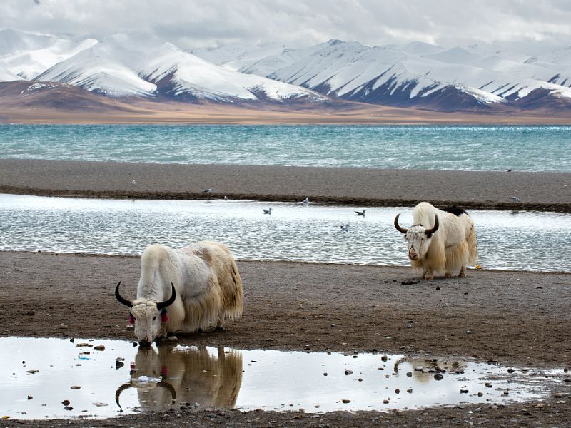 Yak