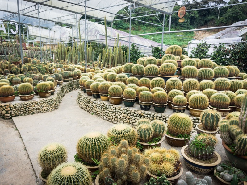 Cactus Garden