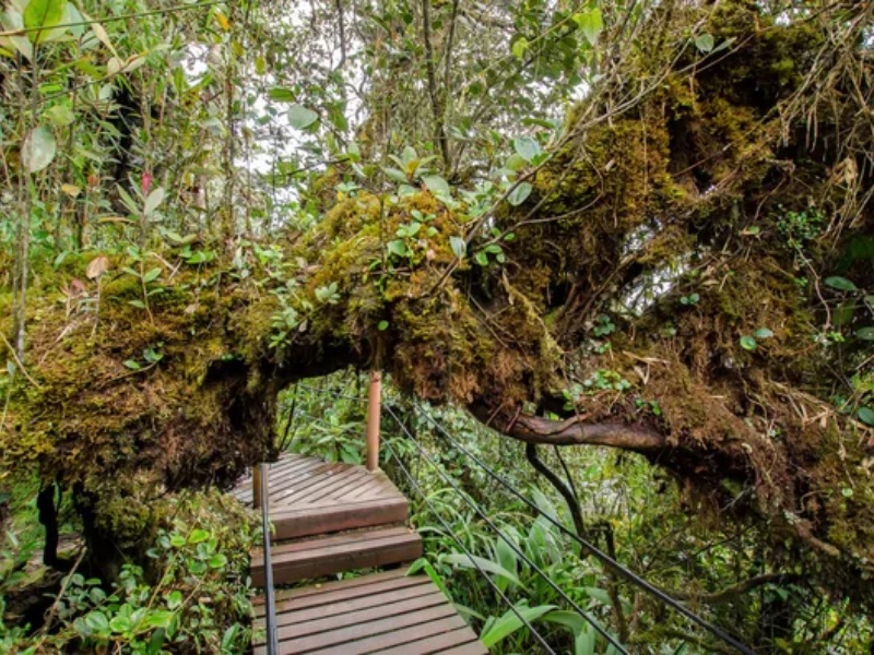 Mossy Forest Broadwalk