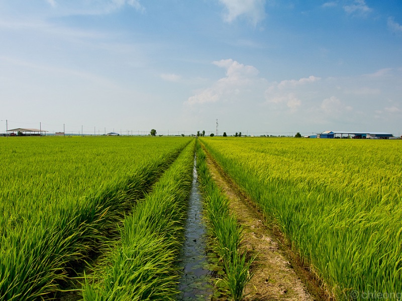 Sekinchan paddy fields