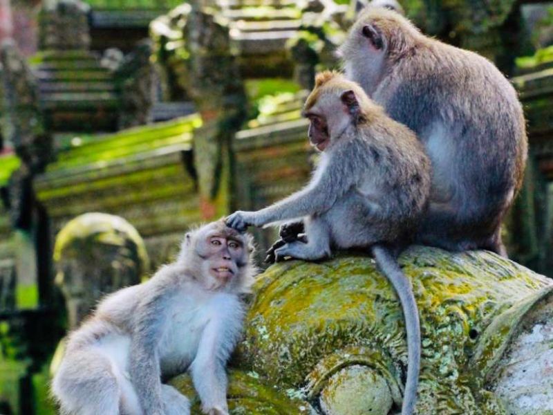 Monkey Forest