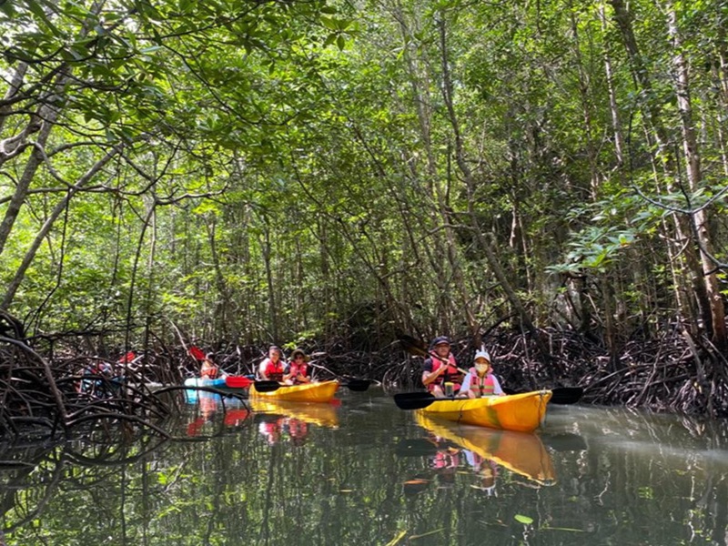 Langkawi Mangrove Kayak