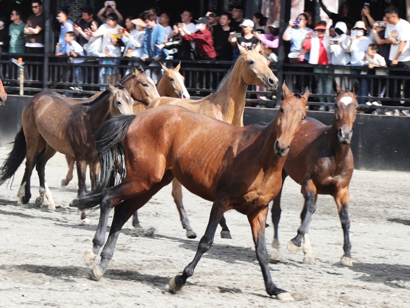 Akhal-Teke Horse Breeding Base