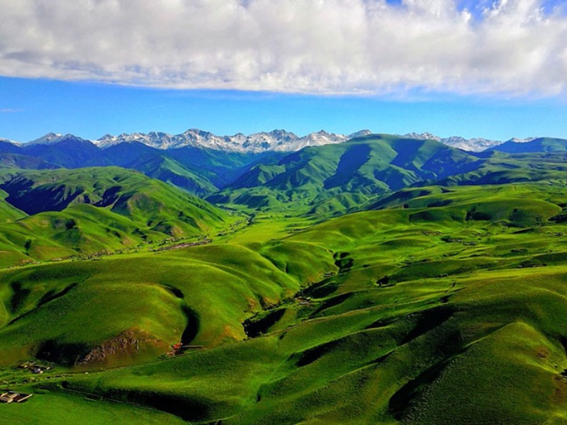 Golden Grasslands