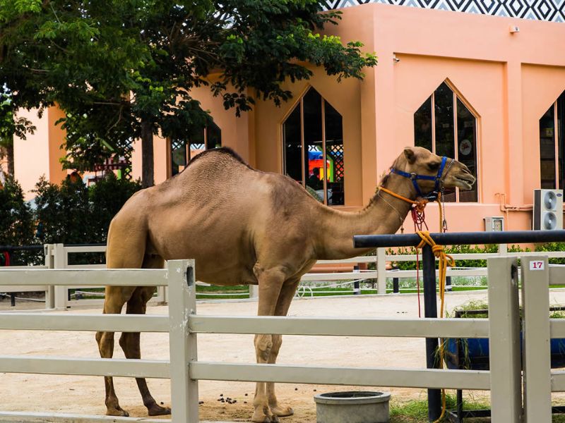 Camel republic 