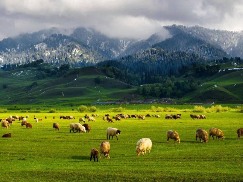 Nalati Grassland