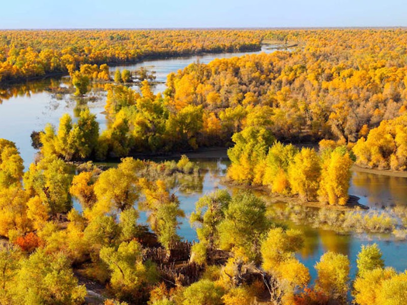Populus Euphratica Forest