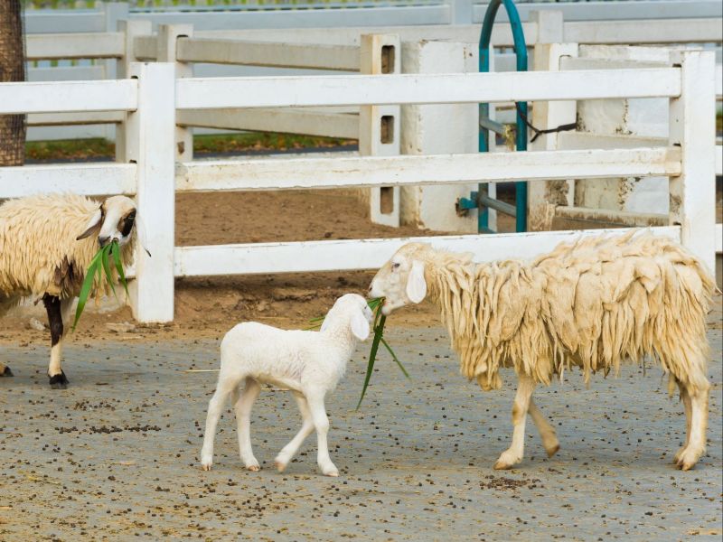 Pattaya Sheep Farm