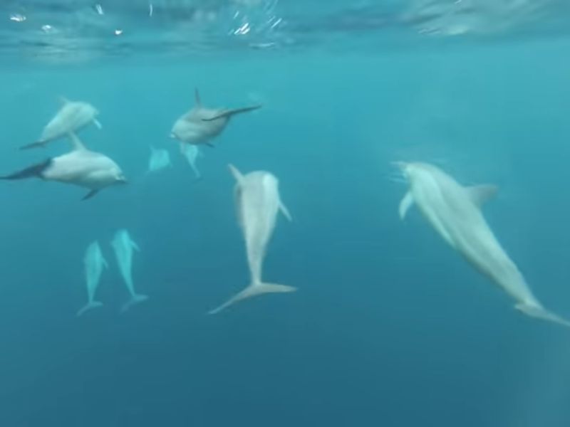 Dophin View Underwater