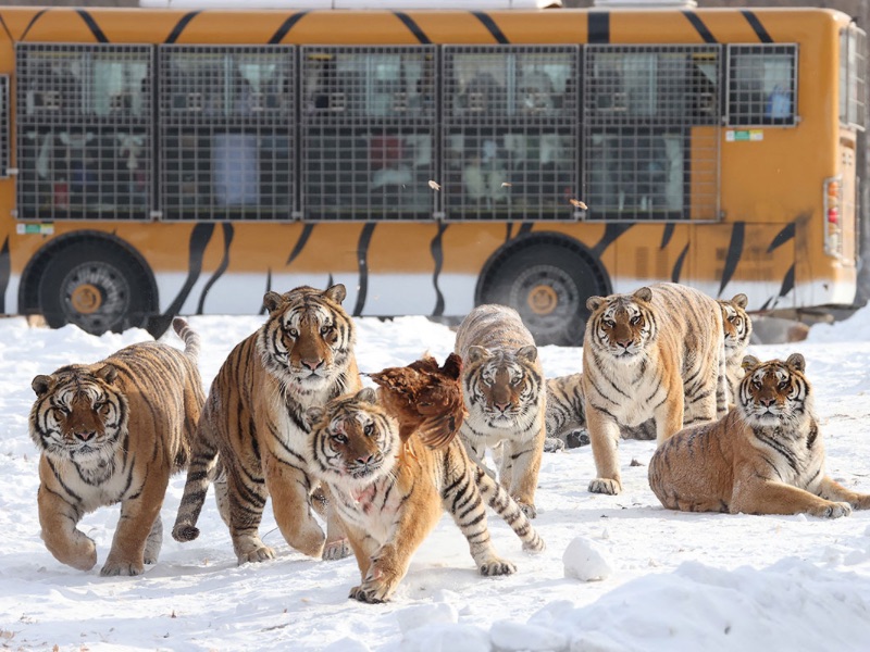 Guaipo Siberian Tiger Park
