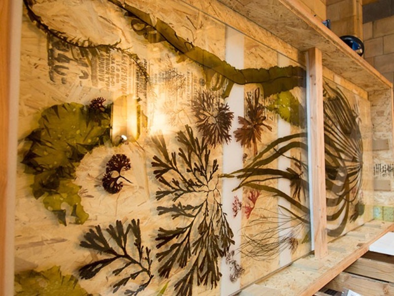 Seaweed Museum