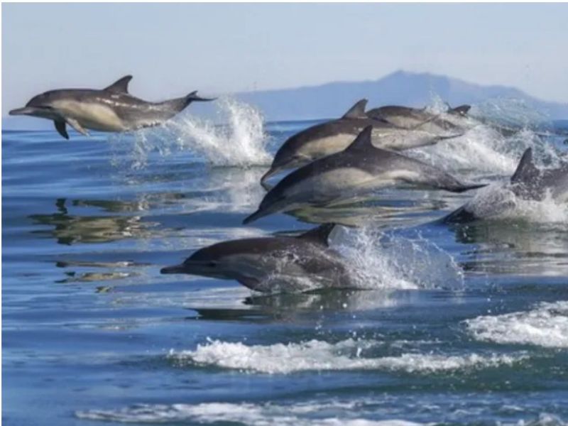 Dolphin Spotting Experience