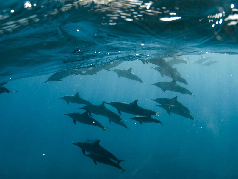 Dolphins under the water