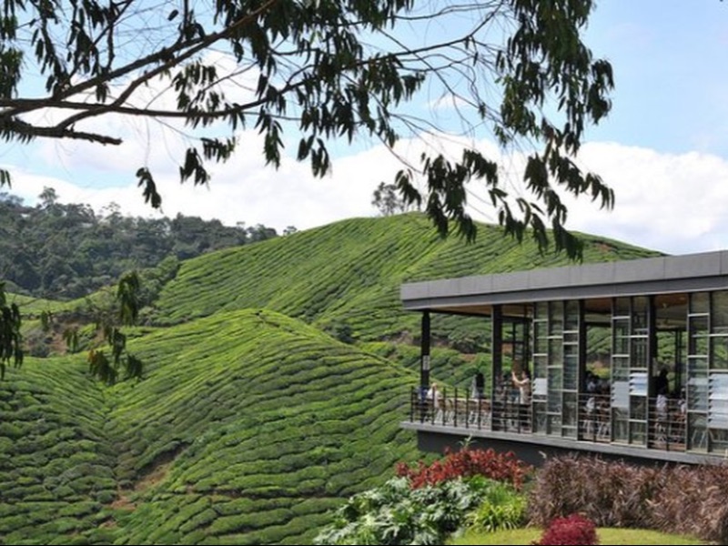 BOH Sg. Palas Tea Plantation