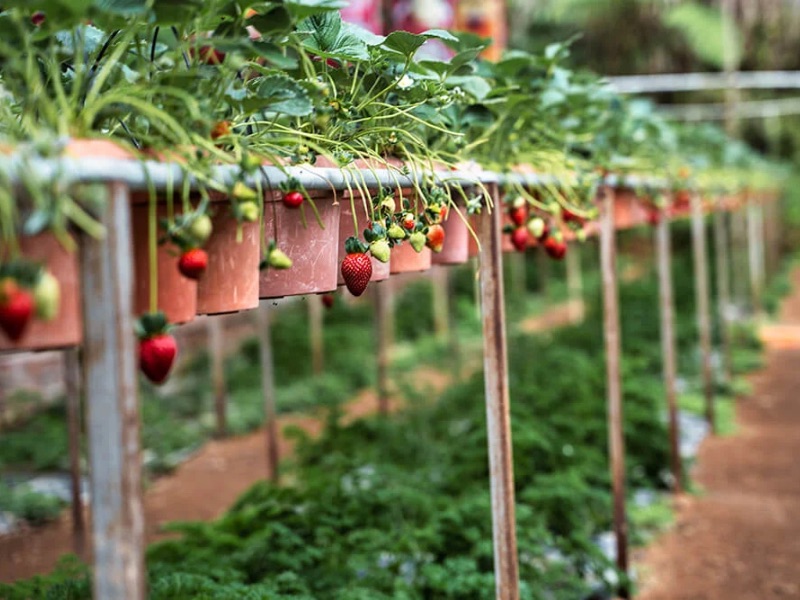 Big Red Strawberry Farm