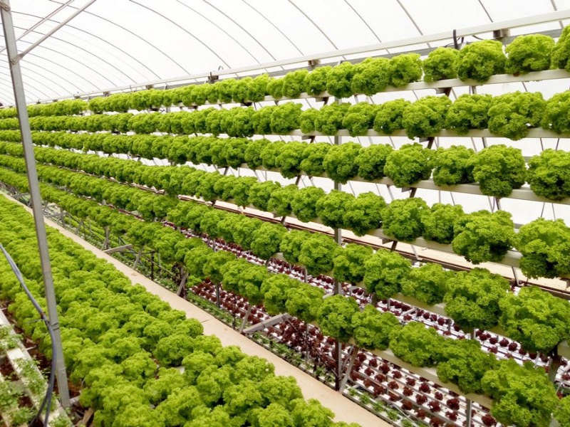 Mushroom and Vegetable Farm