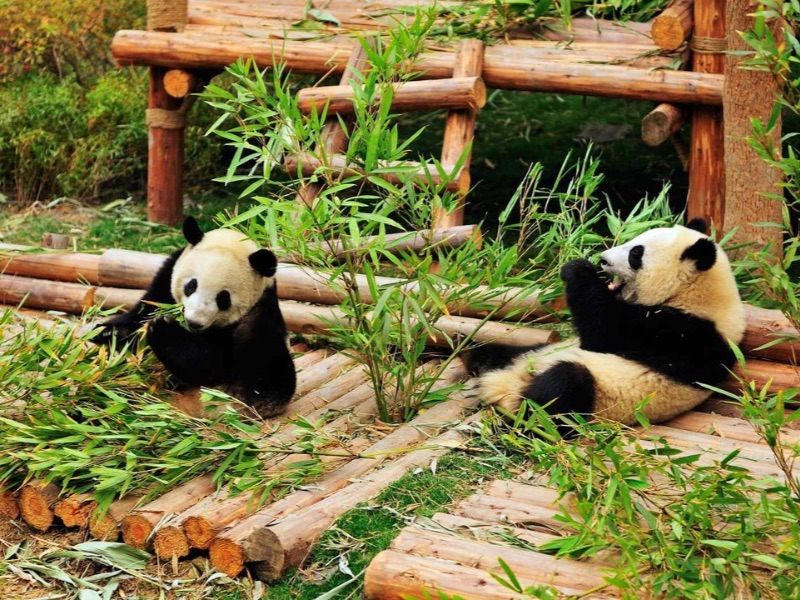 Giant Panda Breeding