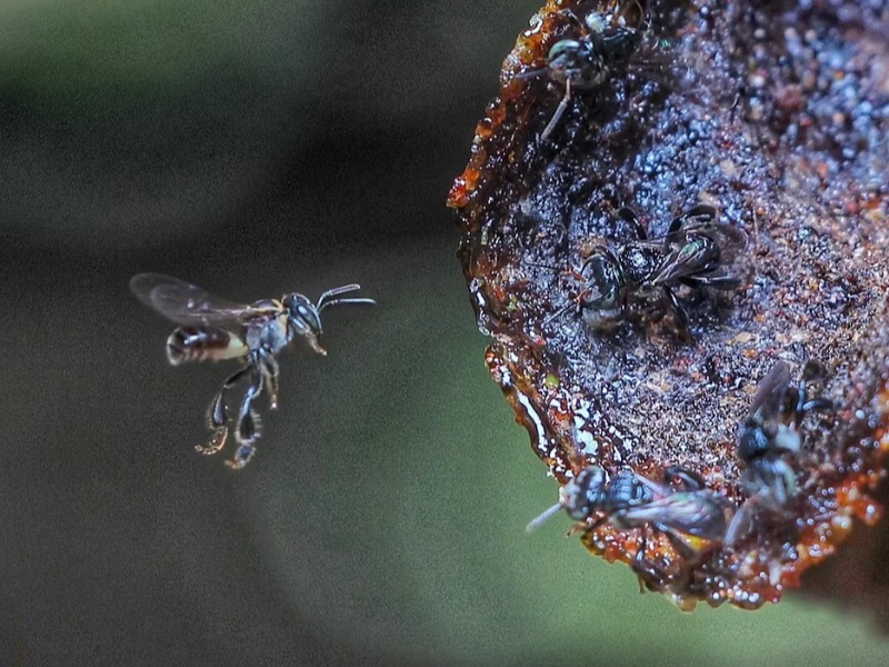 Stingless Bee farm