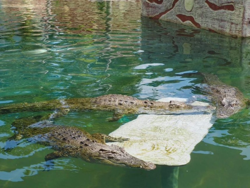 Crocodile kingdom A'famosa resort
