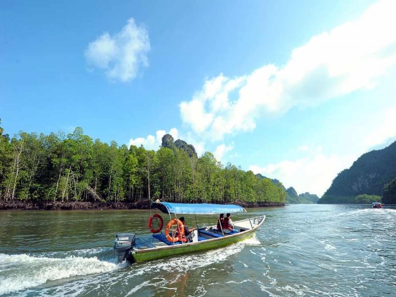 Mangrove tour