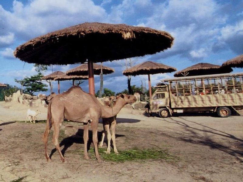 Safari adventure A'famosa resort