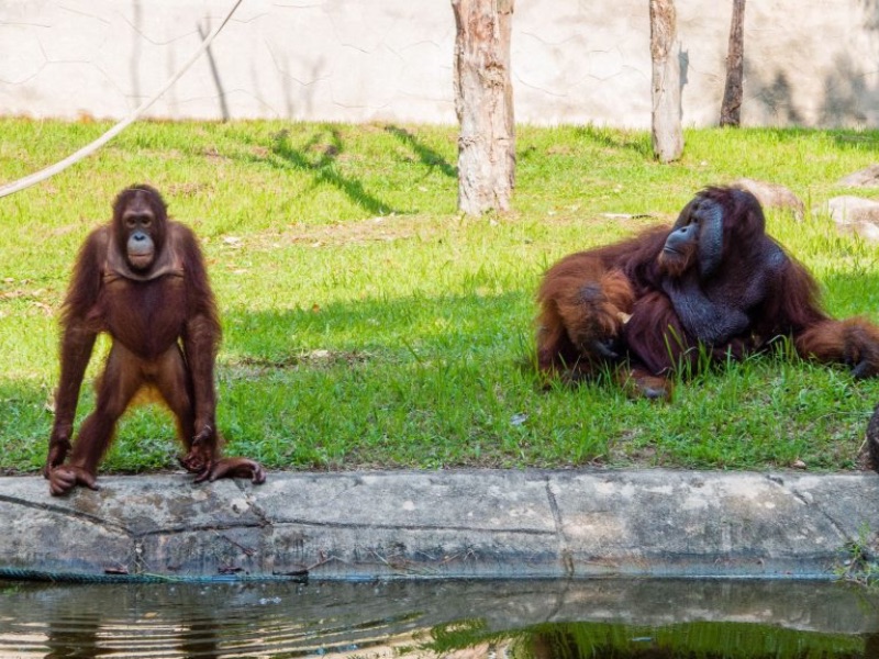 The orangutan A'famosa resort