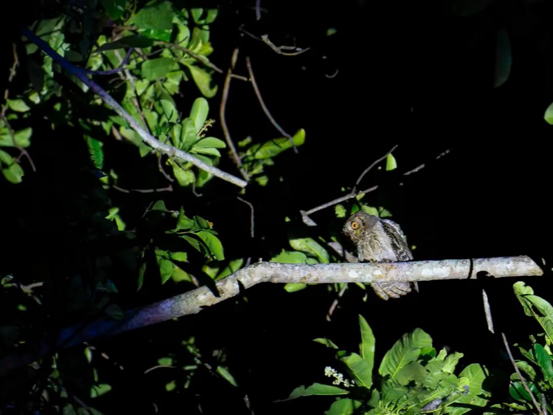 Night safari walk