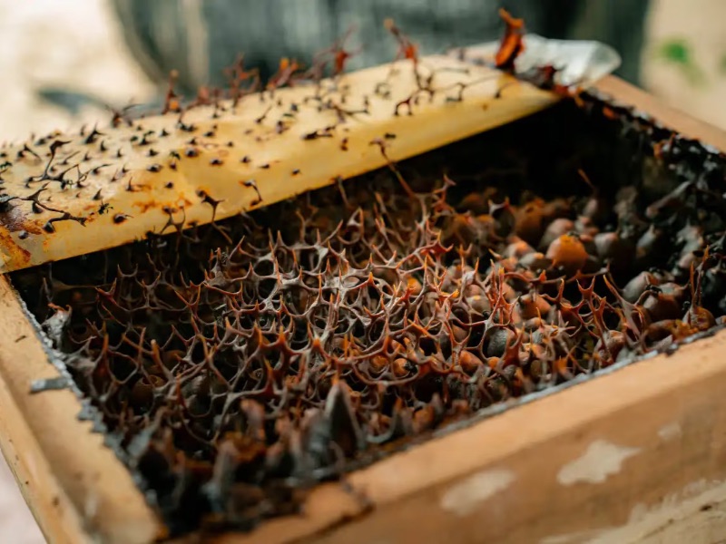 Stingless Bee Farm