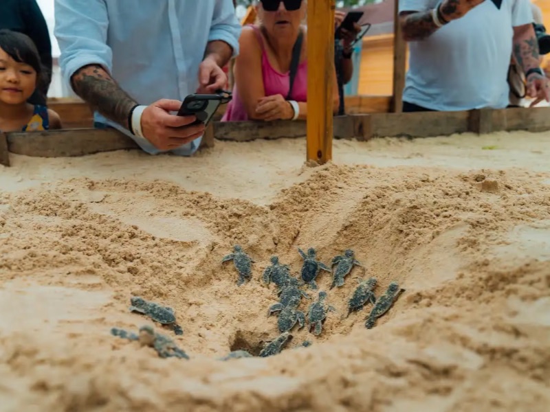 Turtle Hatchery Centre