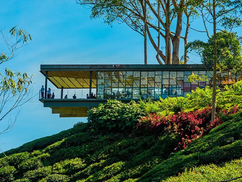 Boh Tea Cafe Viewpoint