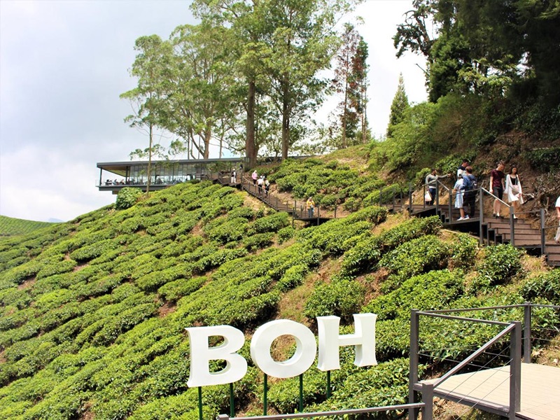Boh Tea Centre