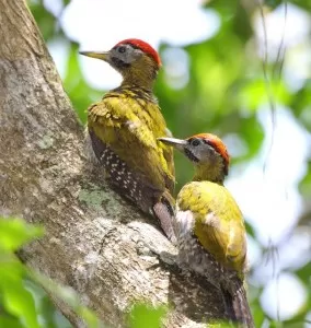 Kuala Selangor Nature Park Laced Woodpecker