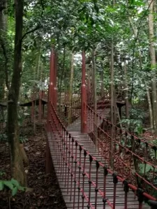 The Bukit Nanas Forest Reserve