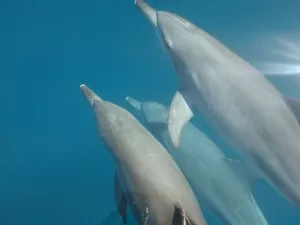 Mantanani Island dolphins
