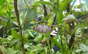 The KL Butterfly Park