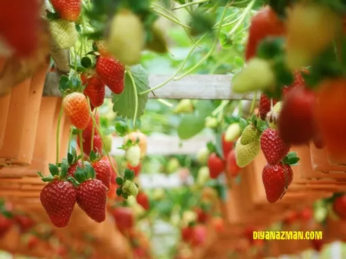 Cameron Highlands strawberry farm