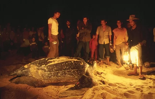Giant turtle lays eggs in Rantau Abang Beach