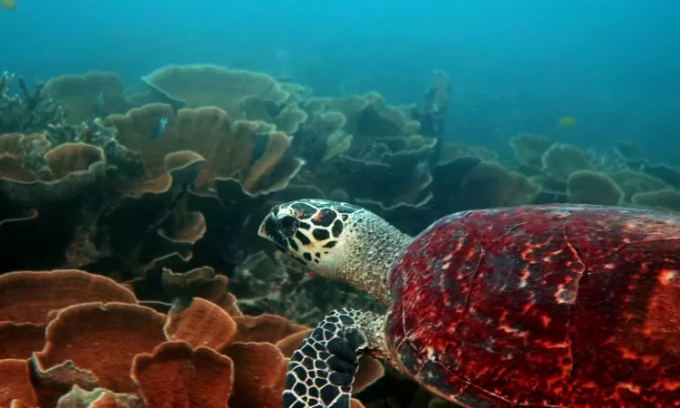 scuba diving malaysia turtle