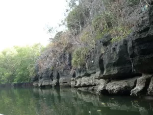 Langkawi mangrove tour crocodile cave